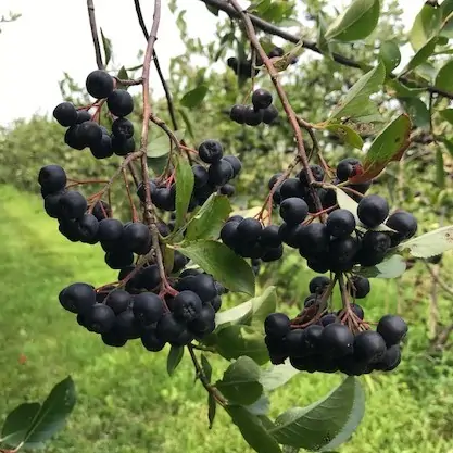 Pick Your Own U-Pick Aronia Berries