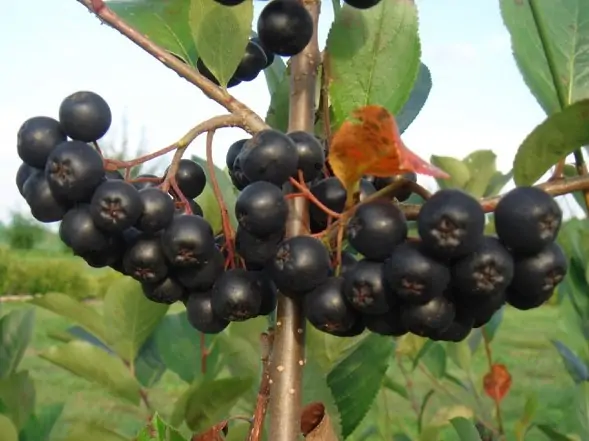 Certified organic pick your own u-pick aronia berries