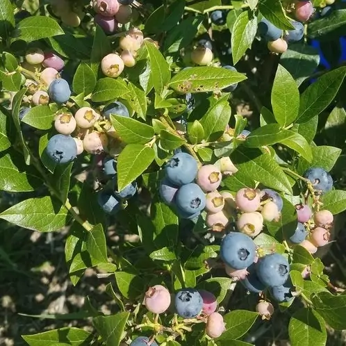 Certified organic blueberries Winona, MN