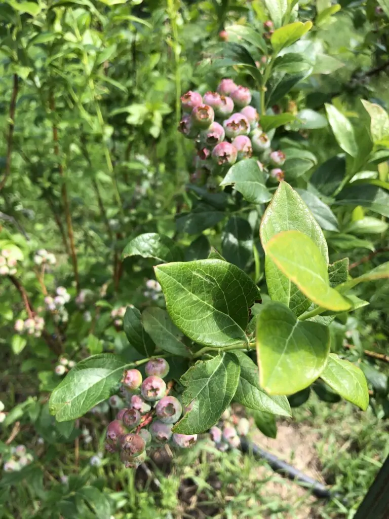 U-pick pick your own blueberries