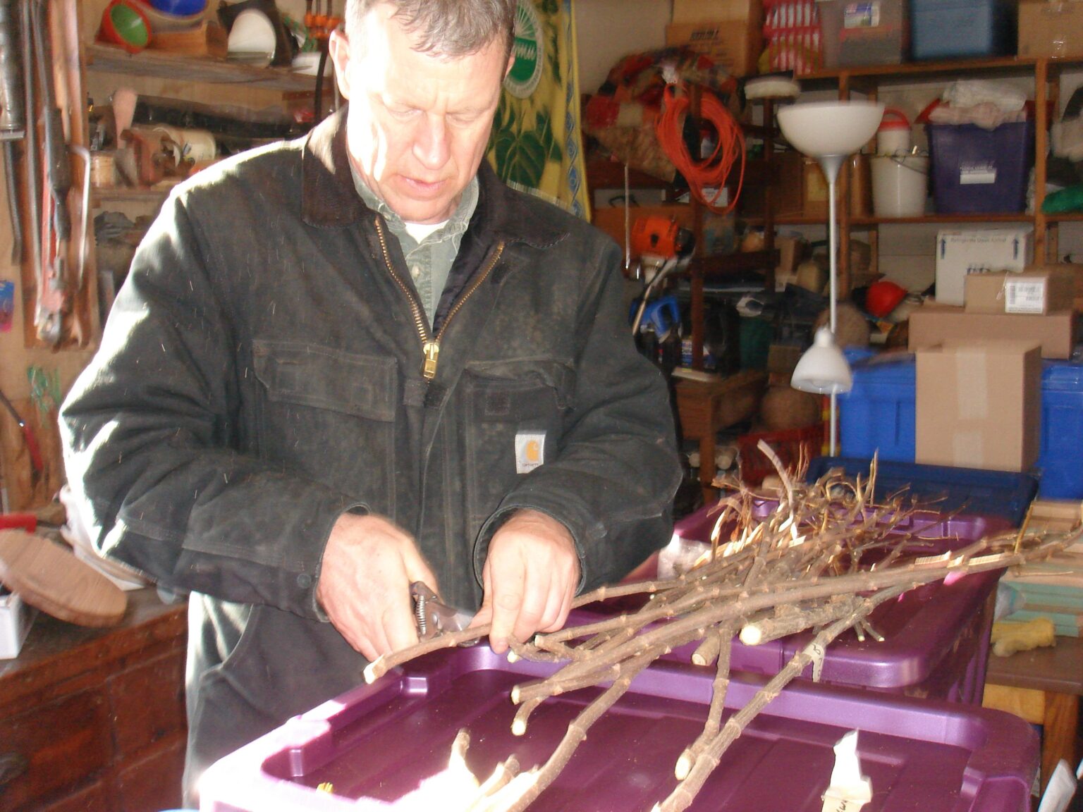 Elderberry Canes