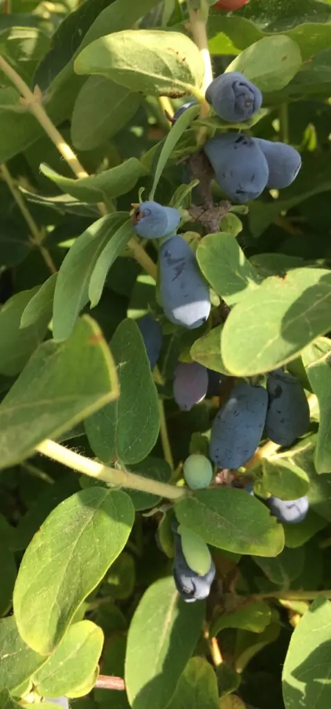 Honeyberries