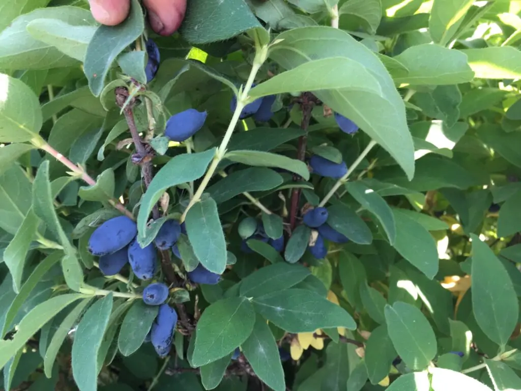 Honeyberry fruit