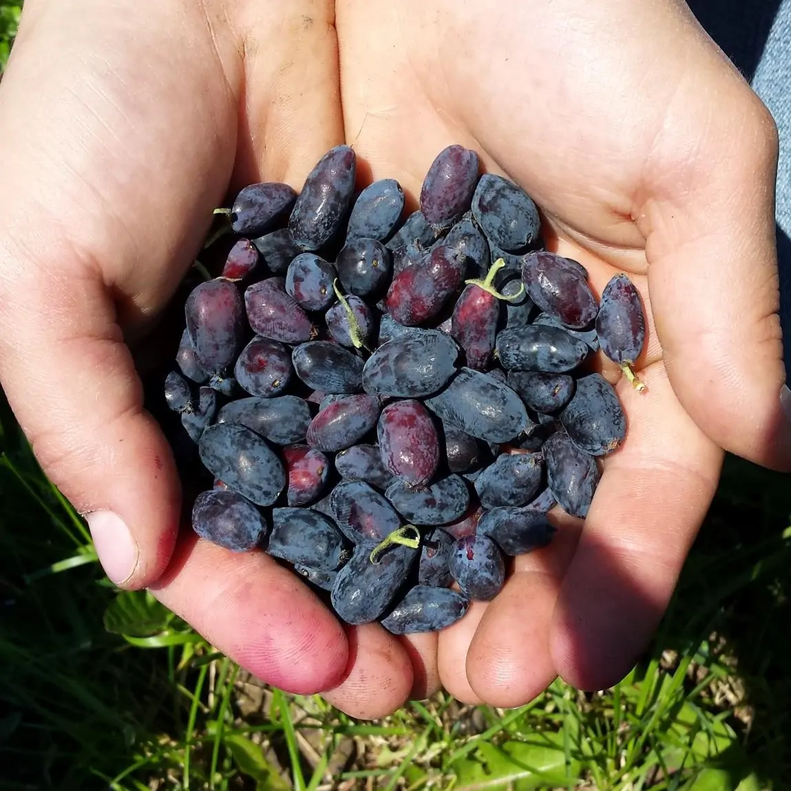Pick Your Own U-Pick Honeyberries