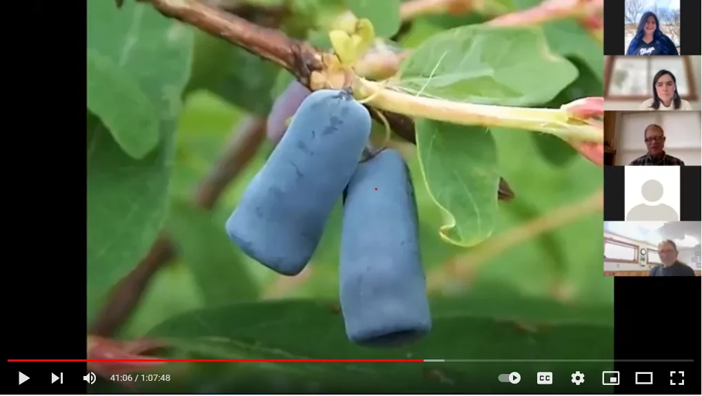 Honeyberry video