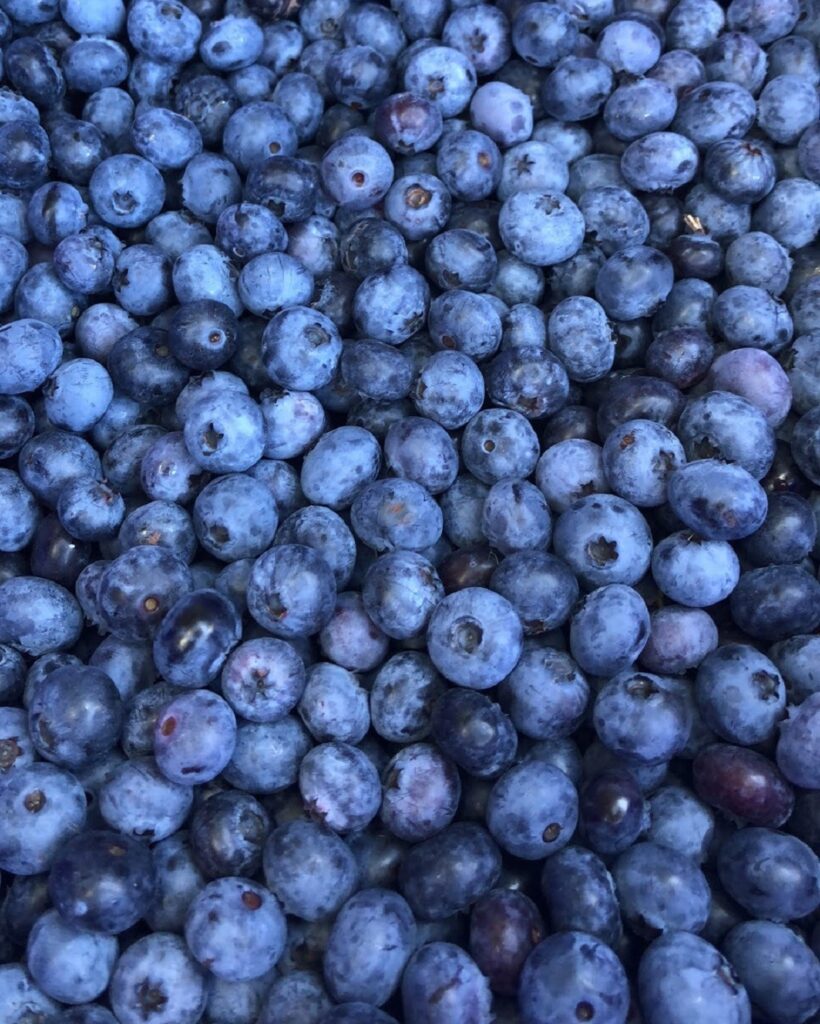 Blueberry Buds with Flowering Honeyberries