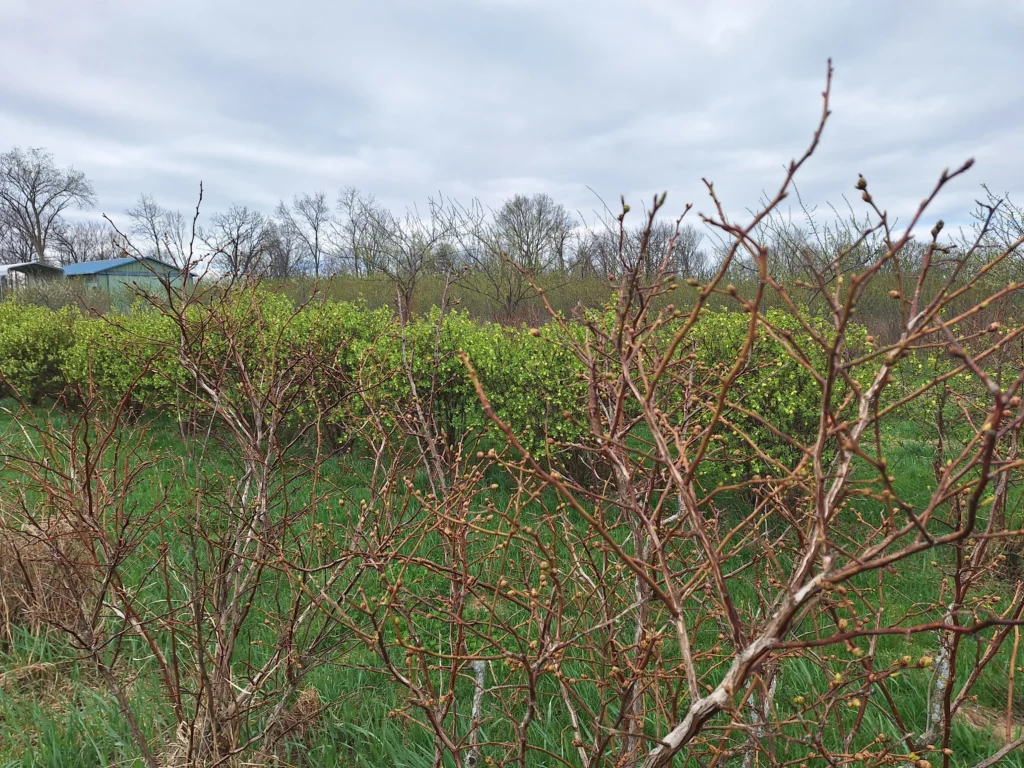 U-pick Blueberries Spring Buds Flowering Honeyberries