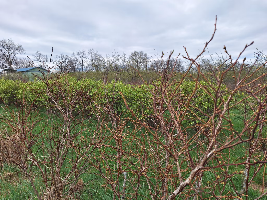 U-pick Blueberries Spring Buds Flowering Honeyberries